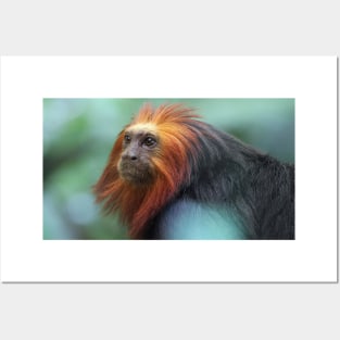 Golden Lion Tamarin Posters and Art